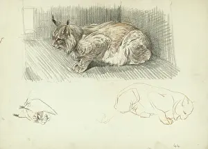 Lynx: Lynx