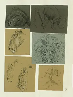 Sheppard: Studies of male and female Lion