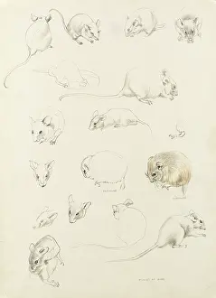 Mice: Studies of mice
