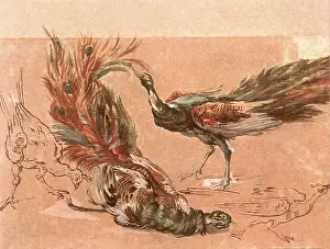 1520s: Four Studies of Peacocks