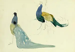Peacocks: Studies of peacocks