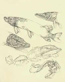 Pike: Studies of pike