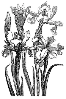Midgley: Iris