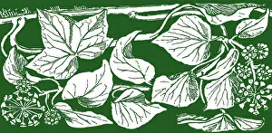 Lilley: Ivy