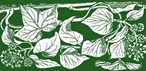 Lilley: Ivy