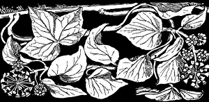 Lilley: Ivy