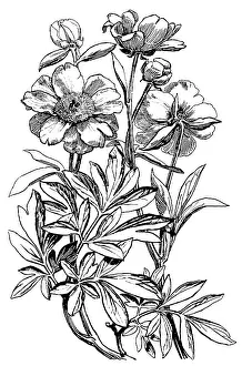 Lilley: Peony