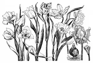 Lilley: Tulip