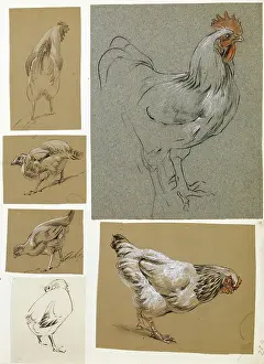 Sheppard: Six studies of poultry