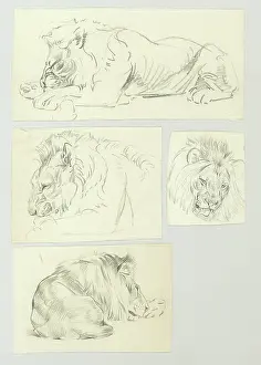 Mane: Studies of a resting male Lion