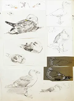 Sheppard: Studies of seagulls
