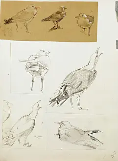 Sheppard: Studies of seagulls