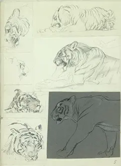 Tigers: Studies of a Tiger