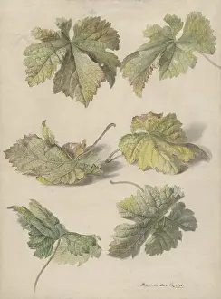 Morte: Studies of Vine Leaves