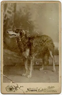 Backdrop: Studio portrait of a dog