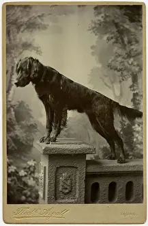 Backdrop: Studio portrait, dog on a pedestal