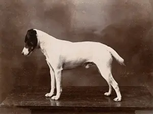 Studio portrait of a Jack Russell terrier dog