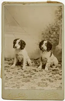 Backdrop: Studio portrait, two spaniel dogs