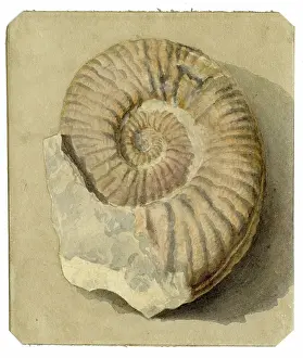 Cowling: Study of an ammonite