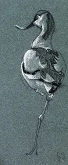 Sheppard: Study of a bird