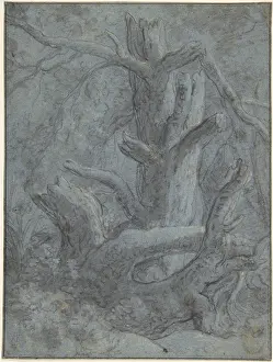 Blasted: Study of a Blasted Tree Trunk and Branches, 1600?1653