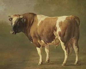 Hooves: Study of a Bull