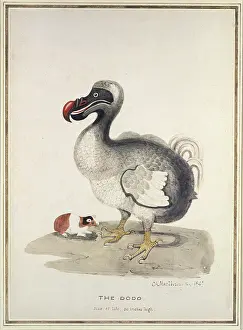 Dodos: Study of a Dodo and a Guinea-pig