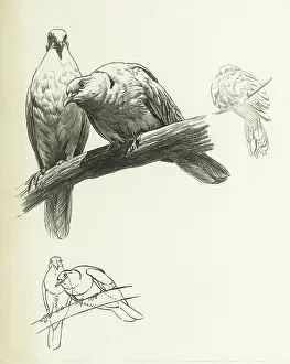 Doves: Doves