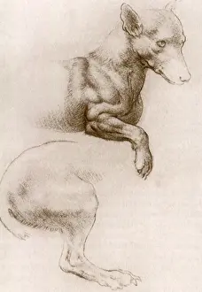 Hindquarters: Study of Forequarters and Hindquarters of a Dog, da Vinci