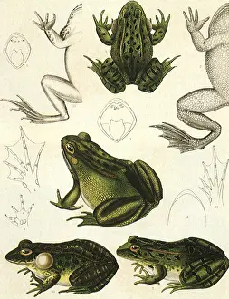 Emory: Study of Frogs