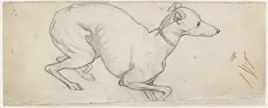 Madox: Study of a Greyhound