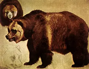 Ursa: Study of a Grizzly Bear