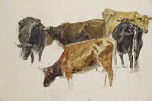 Wove: Study of a Group of Cows