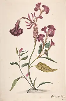 Celosia: Study of a Hanekam (Celosia argentea), n.d. Graphite