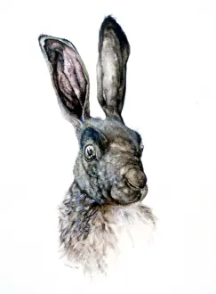 Durer: Study of a Hare Artist: Albrecht Durer