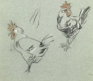 Hens: Study of two hens