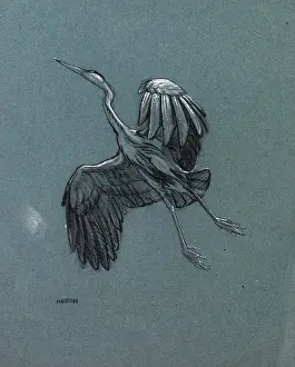 Sheppard: Study of a heron in flight