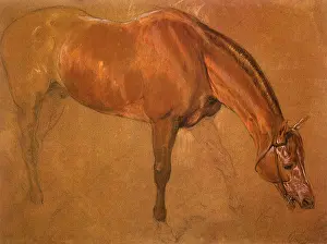 Landseer: Study of a Horse, by Landseer