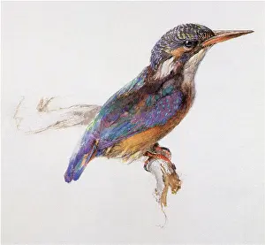 Kingfisher: Study of a Kingfisher, by John Ruskin