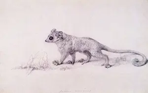Primates: Study of the Lemur walking to the Left... by Stubbs