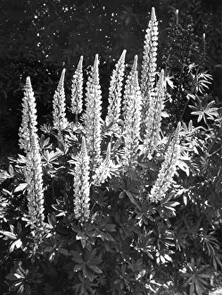 Lupins: STUDY OF LUPINS