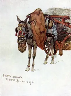 Firenze: Study of a mule with decorated harness and rope nose-bag