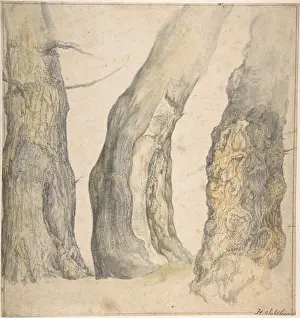 Gnarled: Study of Three Old Gnarled Trees, 1660, Watercolor
