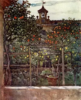 Firenze: Study of Orange and Lemon Trees in an Ancient Convent Garden