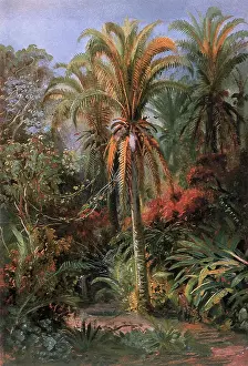 Tangled: Study of Palm Trees