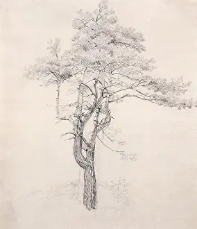 Caspar: Study of a Pine, by Caspar David Friedrich