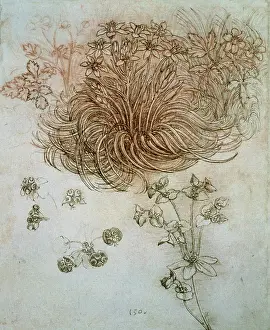 Sketched: Study of plants and flowers. Renaissance art