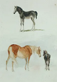Foals: Study of Pony and Foals