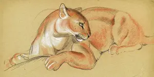 Puma: Study of a puma