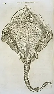 Batoidea: Study of a ray
